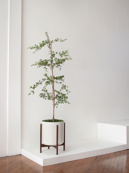 Black Olive Tree