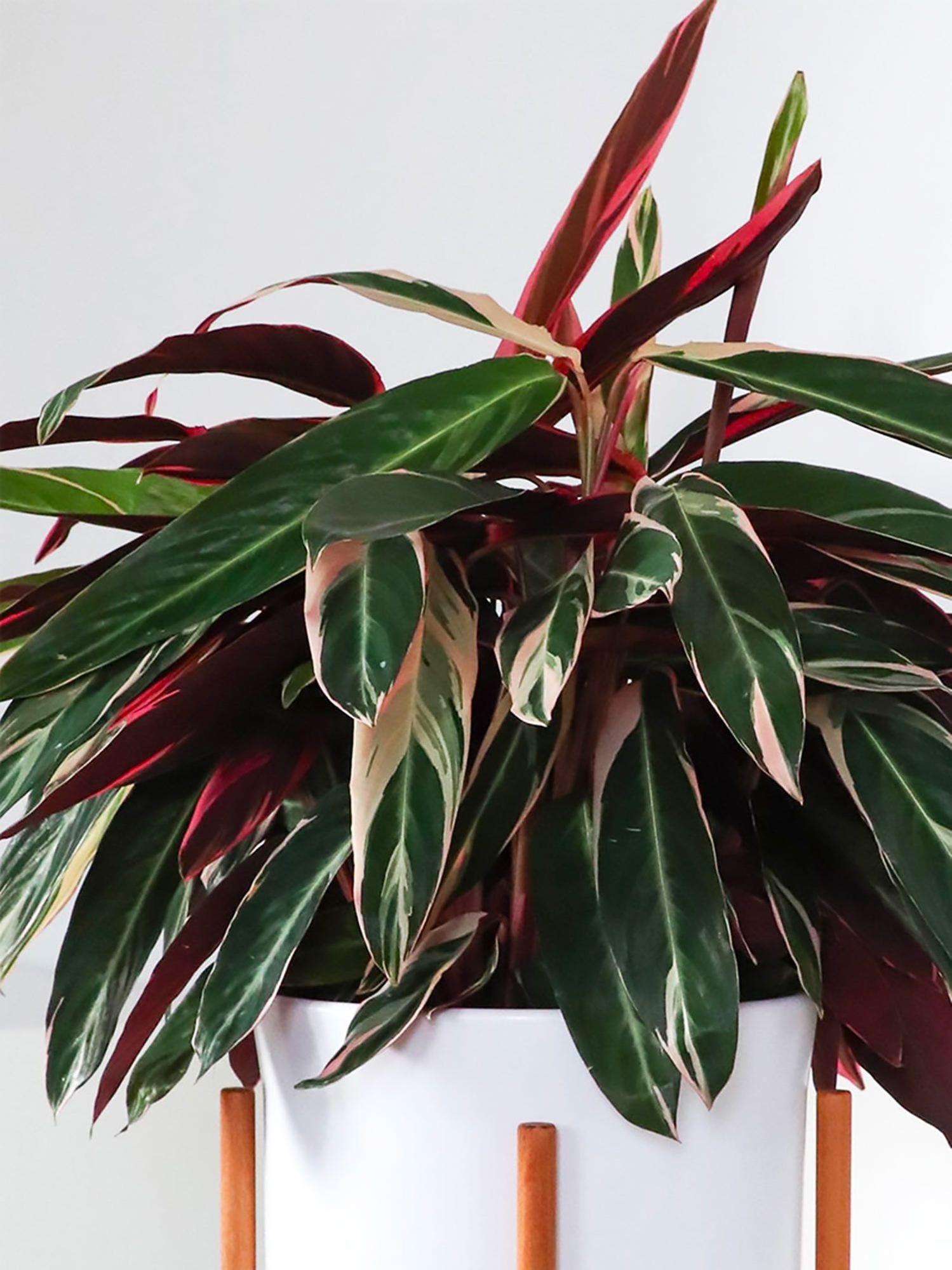Calathea Magenta Triostar
