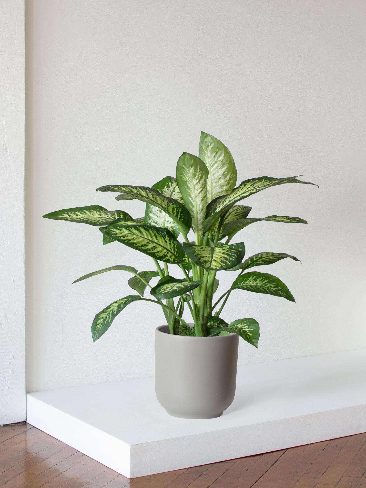 Dieffenbachia - Nouvelle