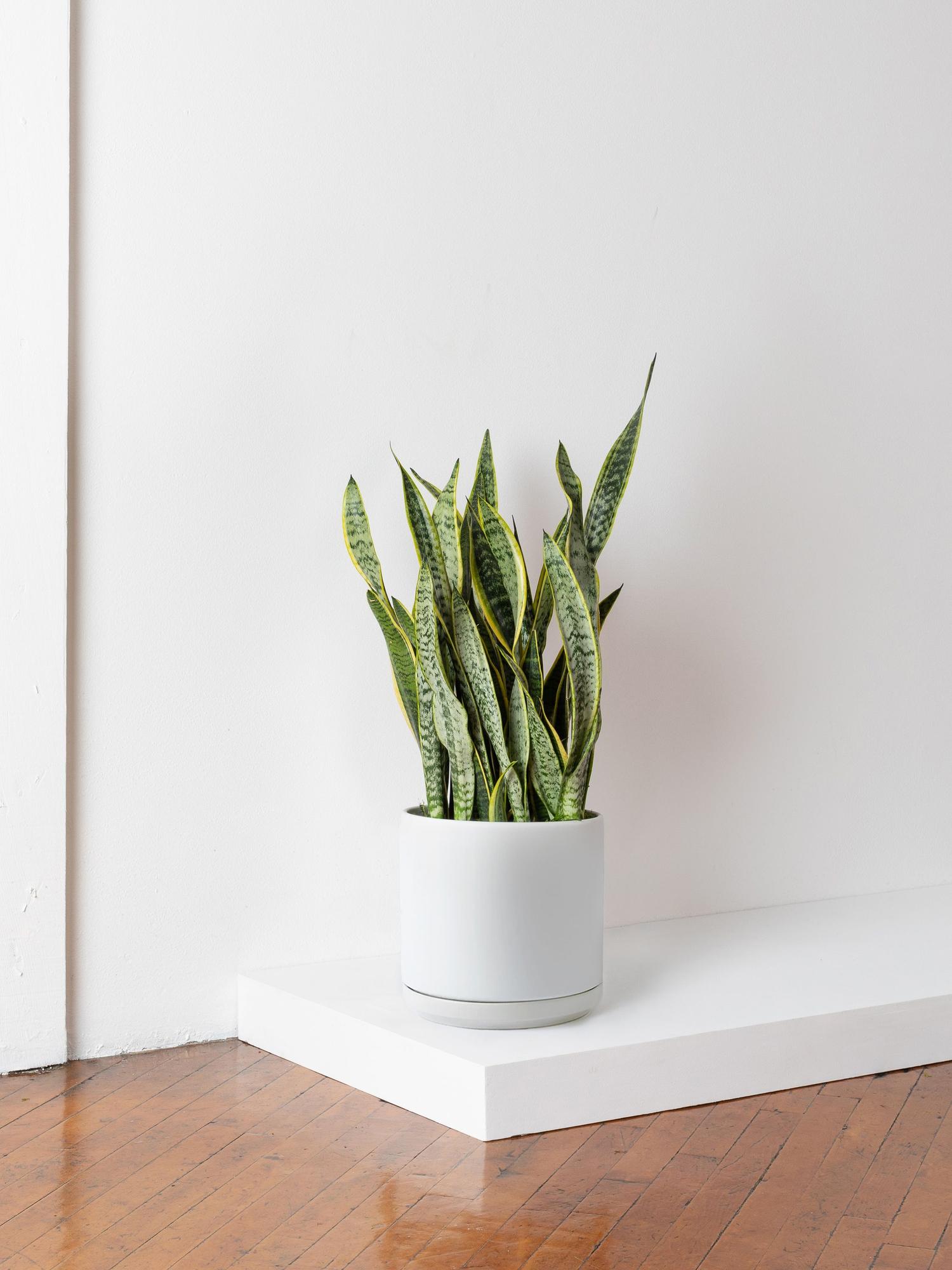 Snake Plant Laurentii