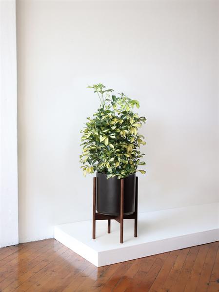 Schefflera Tree Gold Capella