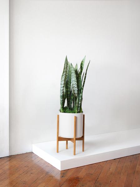 Black Coral Snake Plant