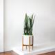 Black Coral Snake Plant