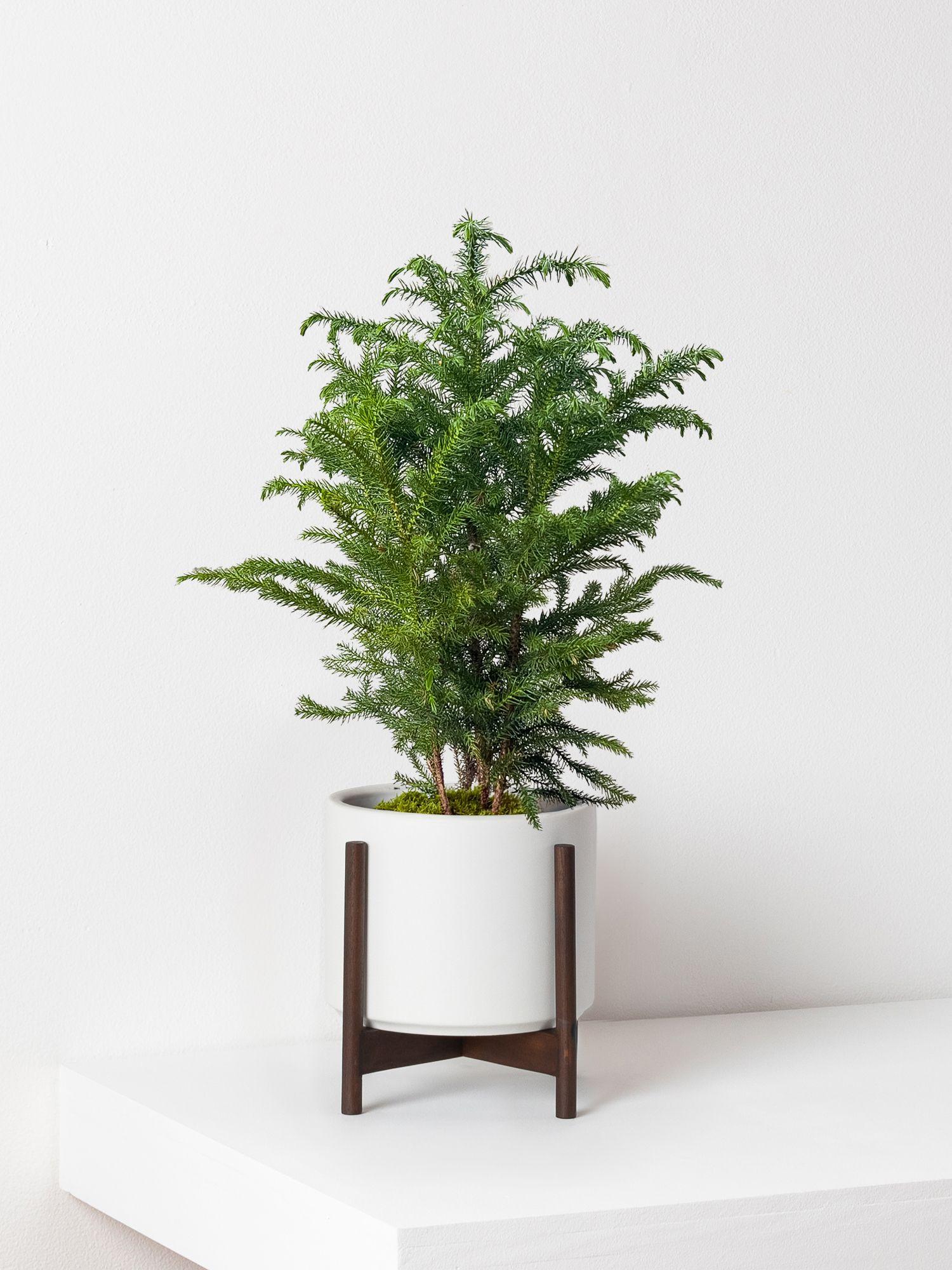 Norfolk Island Pine