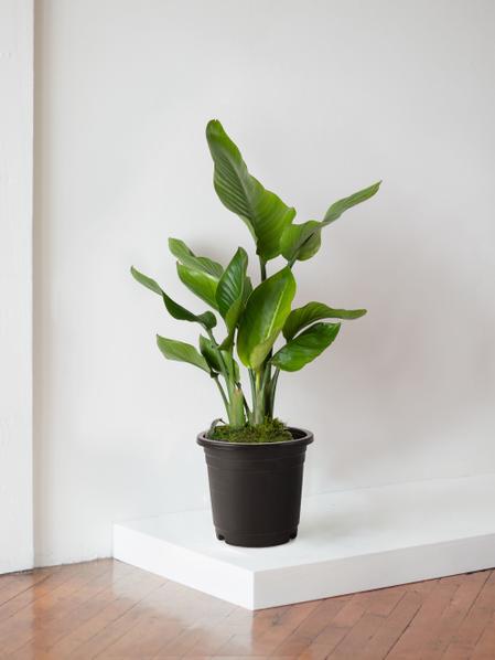 Bird of Paradise With Nursery Pot Large 3-4 ½ ft tall, potted plant