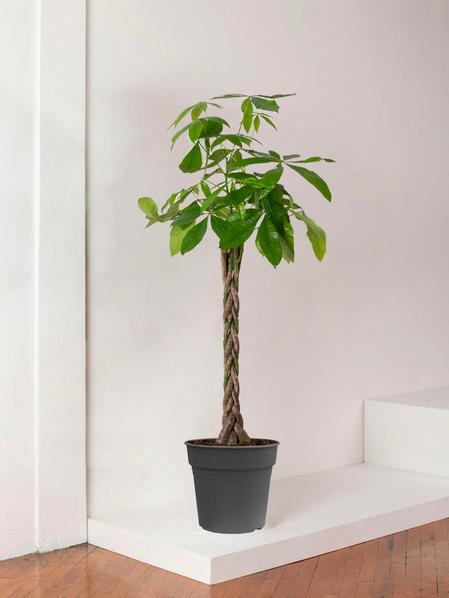 Pachira Aquatica