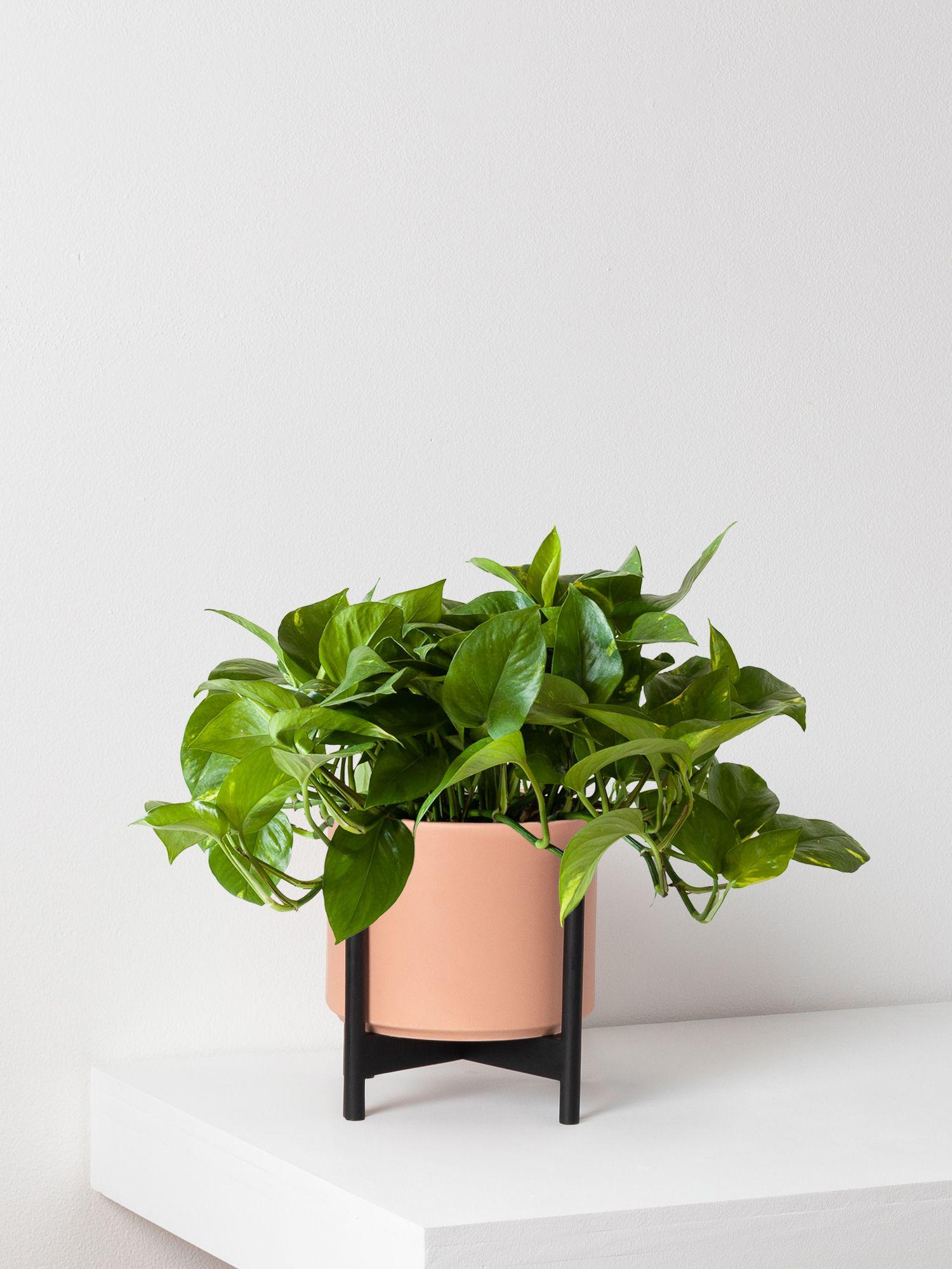 Cascading Pothos - Coral Ceramic & Black Stand
