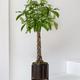 Braided Money Tree
