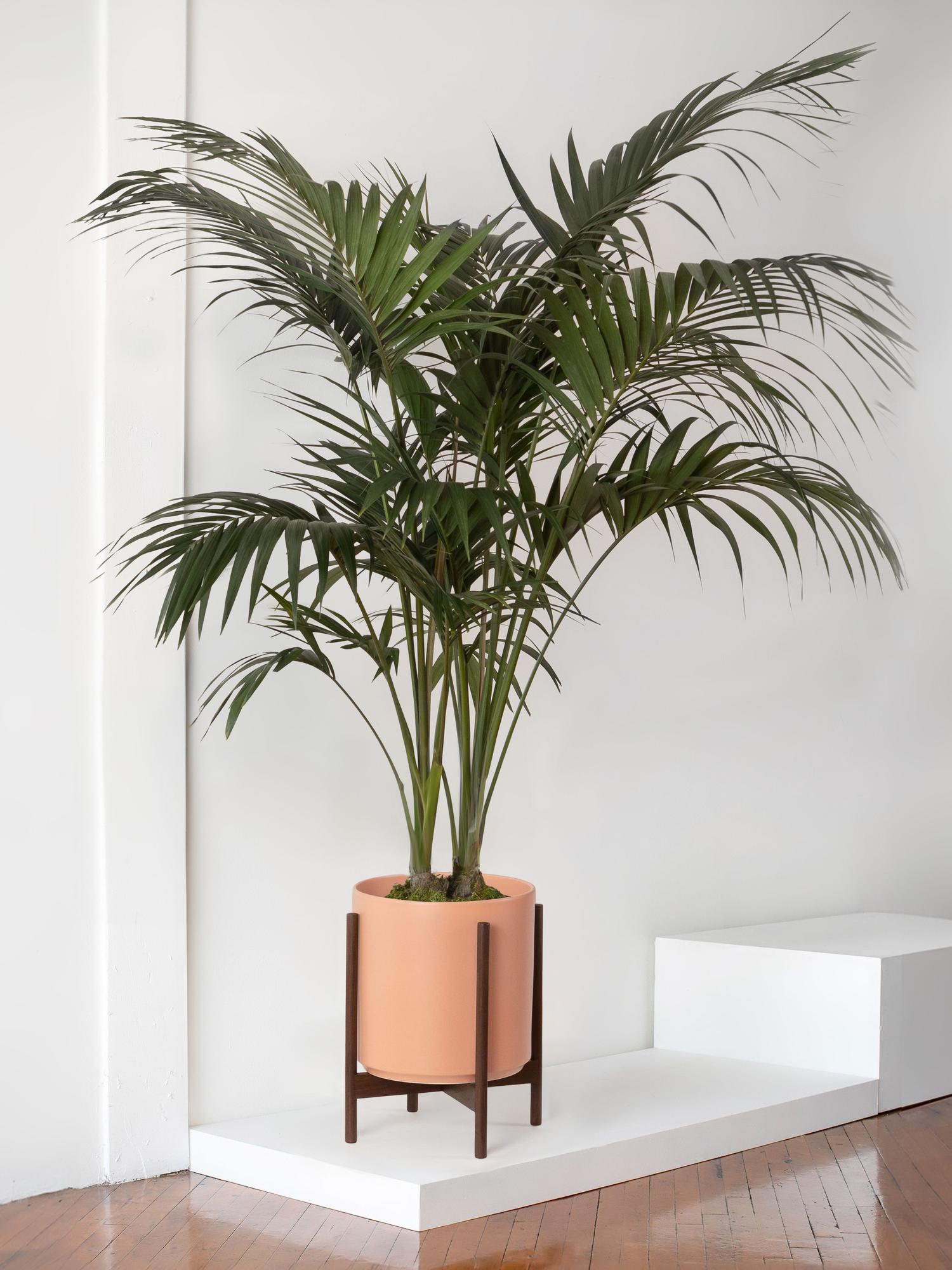 Kentia Palm - Coral Ceramic \u0026 Dark Stand, image size:1500x2000