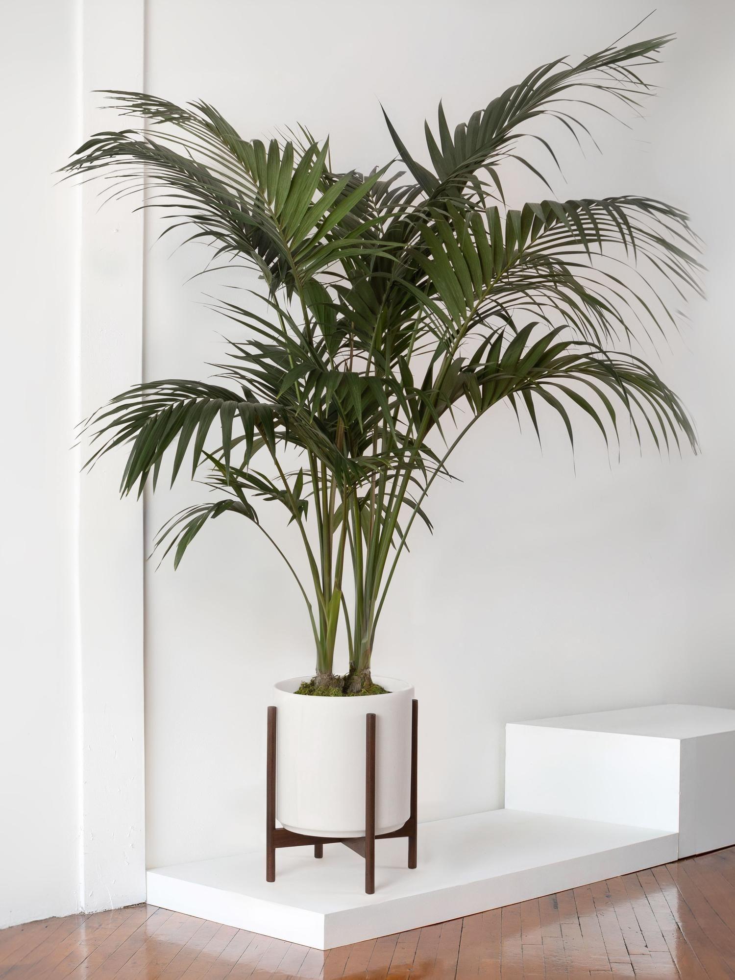 Kentia Palm - Gray Ceramic & Light Stand