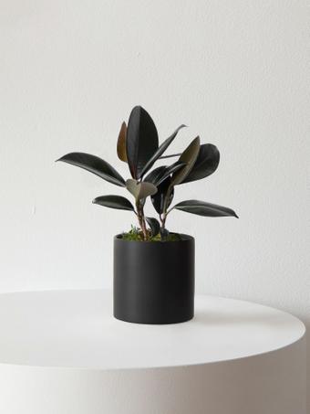 indoor plants picture