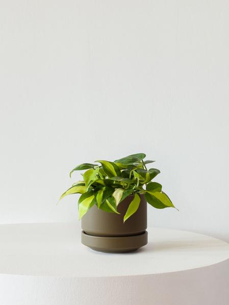 Philodendron Brasil