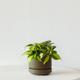Philodendron Brasil