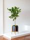 Arbre Ficus Audrey