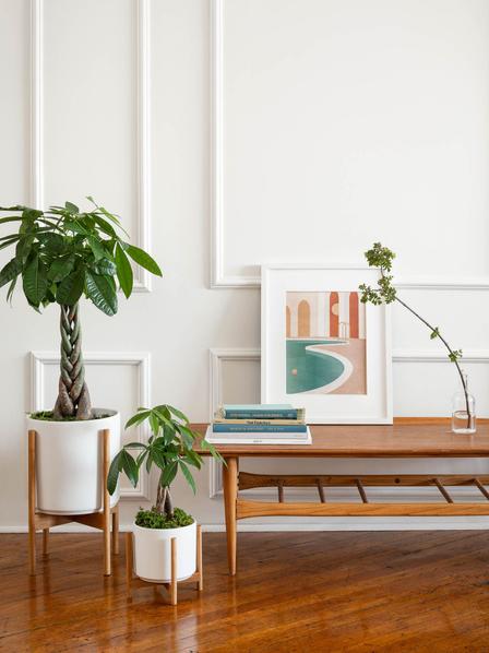 Braided Money Tree