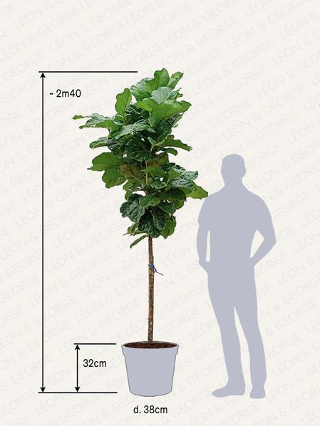 Ficus Lyrata Canopée Géant