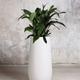Cast Iron Plant