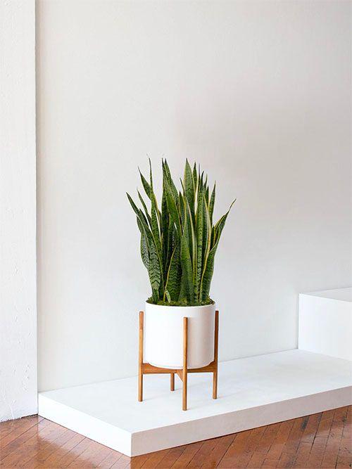 Pack L - Plantes faciles à entretenir