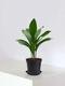 Schusterpalme