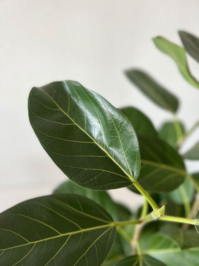 Ficus Audrey Tree