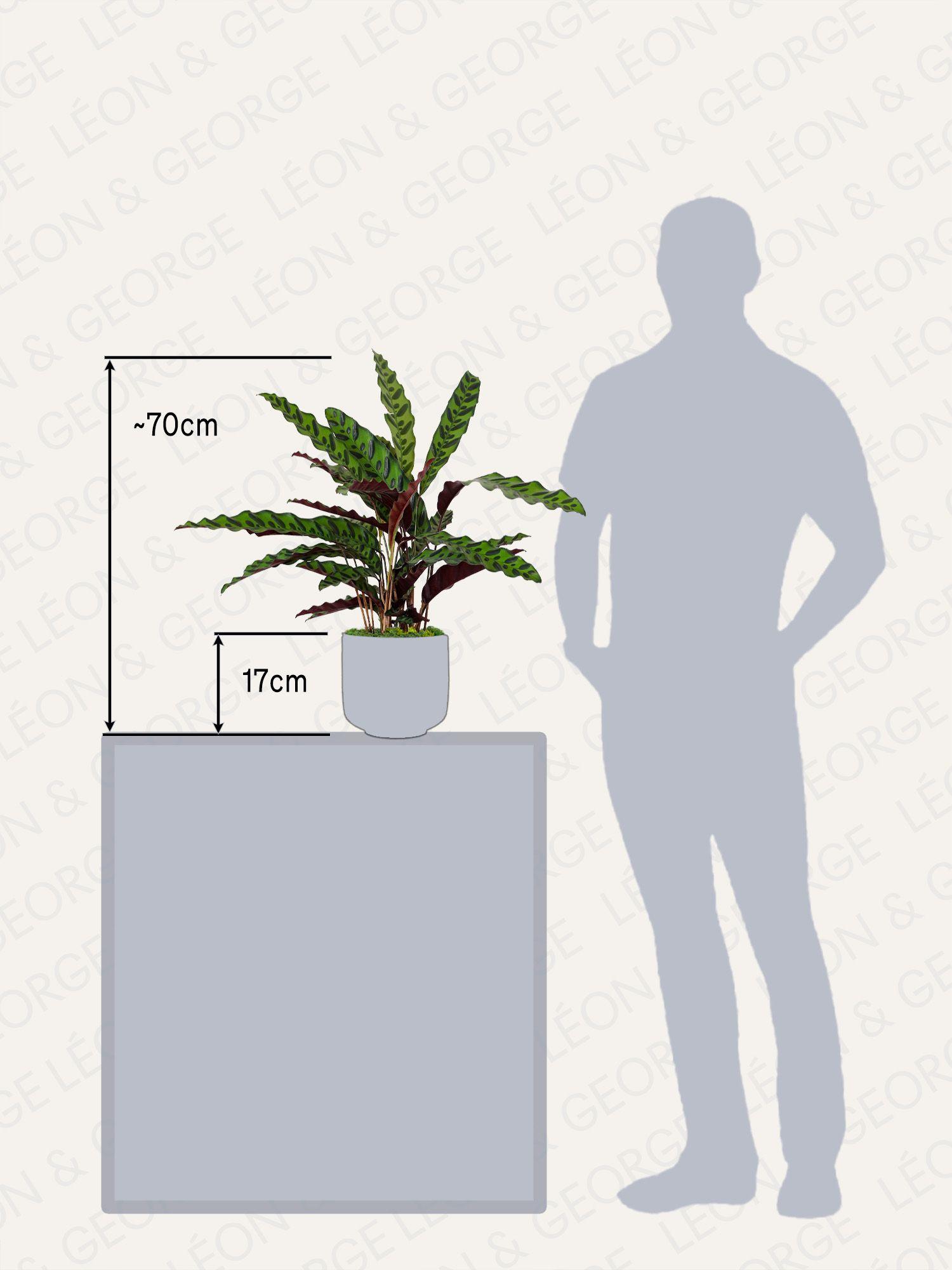 Calathea Paon de Rio