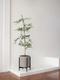 Black Olive Tree