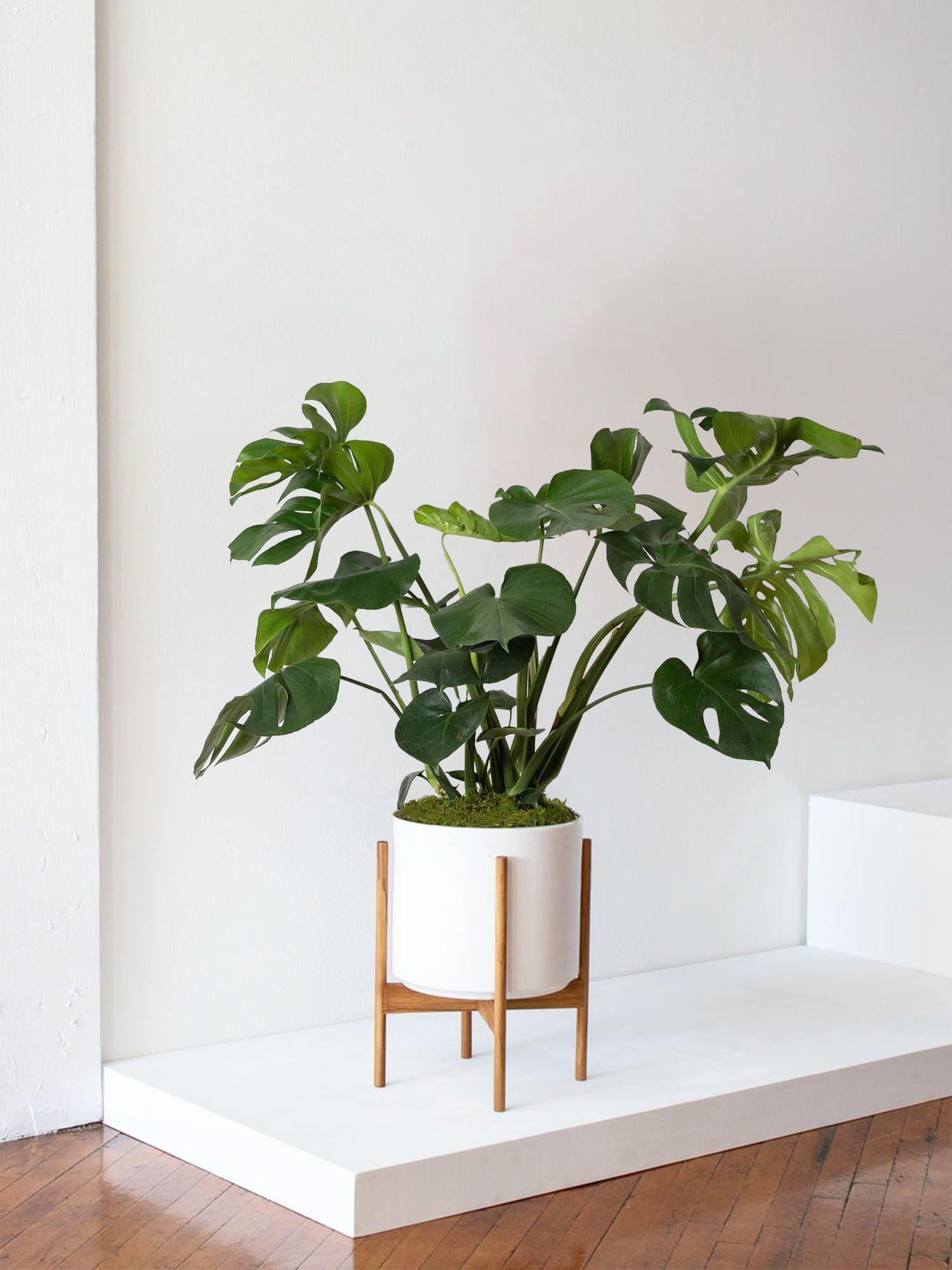 Monstera Deliciosa Large (1m) + Mid-Century Pot | Lon & George
