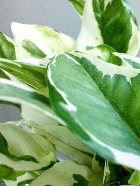N'joy Pothos
