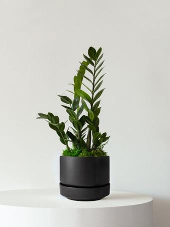 indoor plants picture