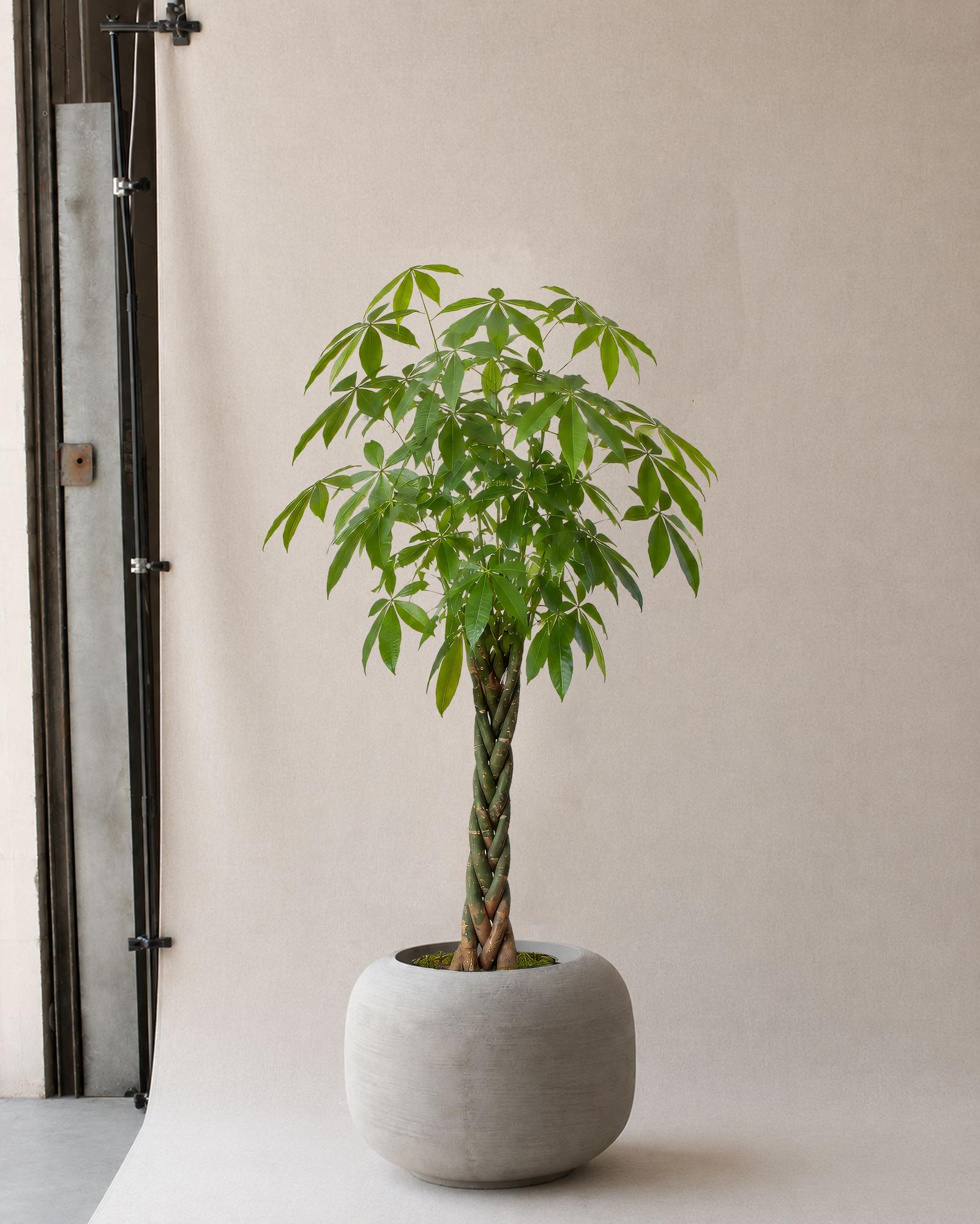 Braided Money Tree