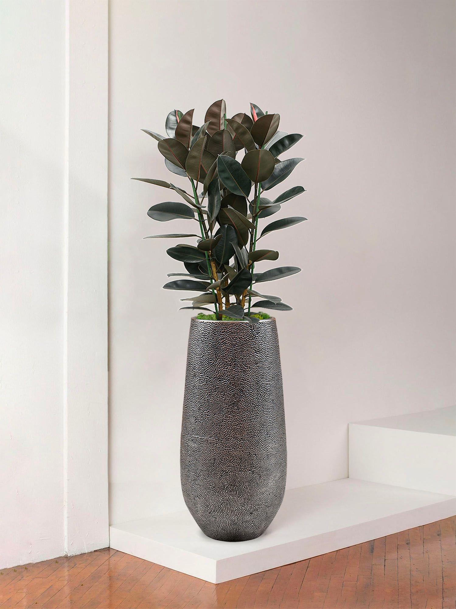 indoor plants picture