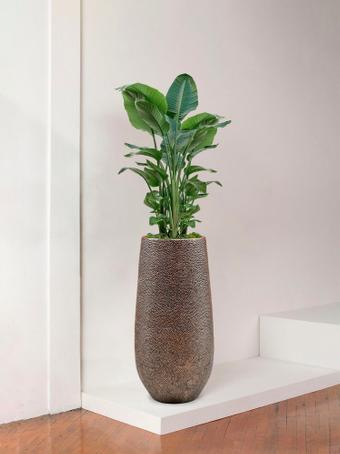 indoor plants picture