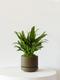Tiger Evergreen
