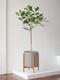 Ficus Audrey Tree