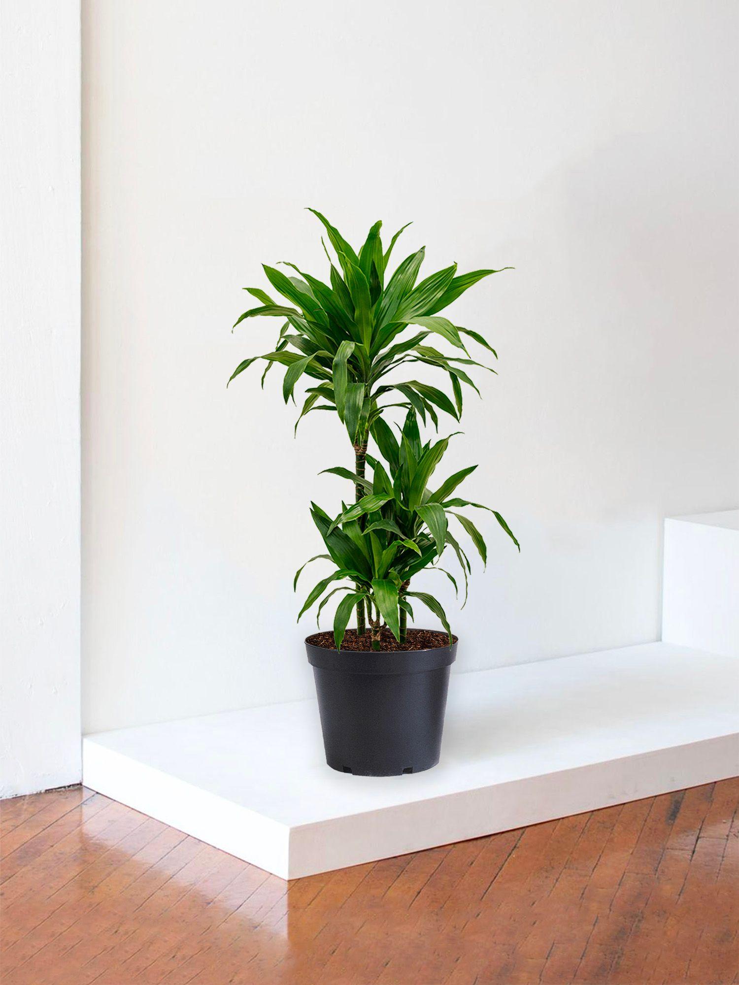 Dracaena Fragrans Janet