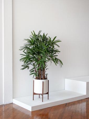 indoor plants picture