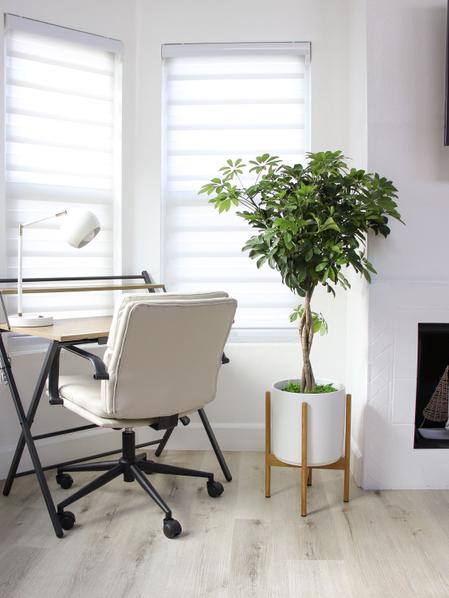 Braided Schefflera Tree