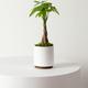 Braided Money Tree