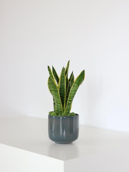 Snake Plant Laurentii