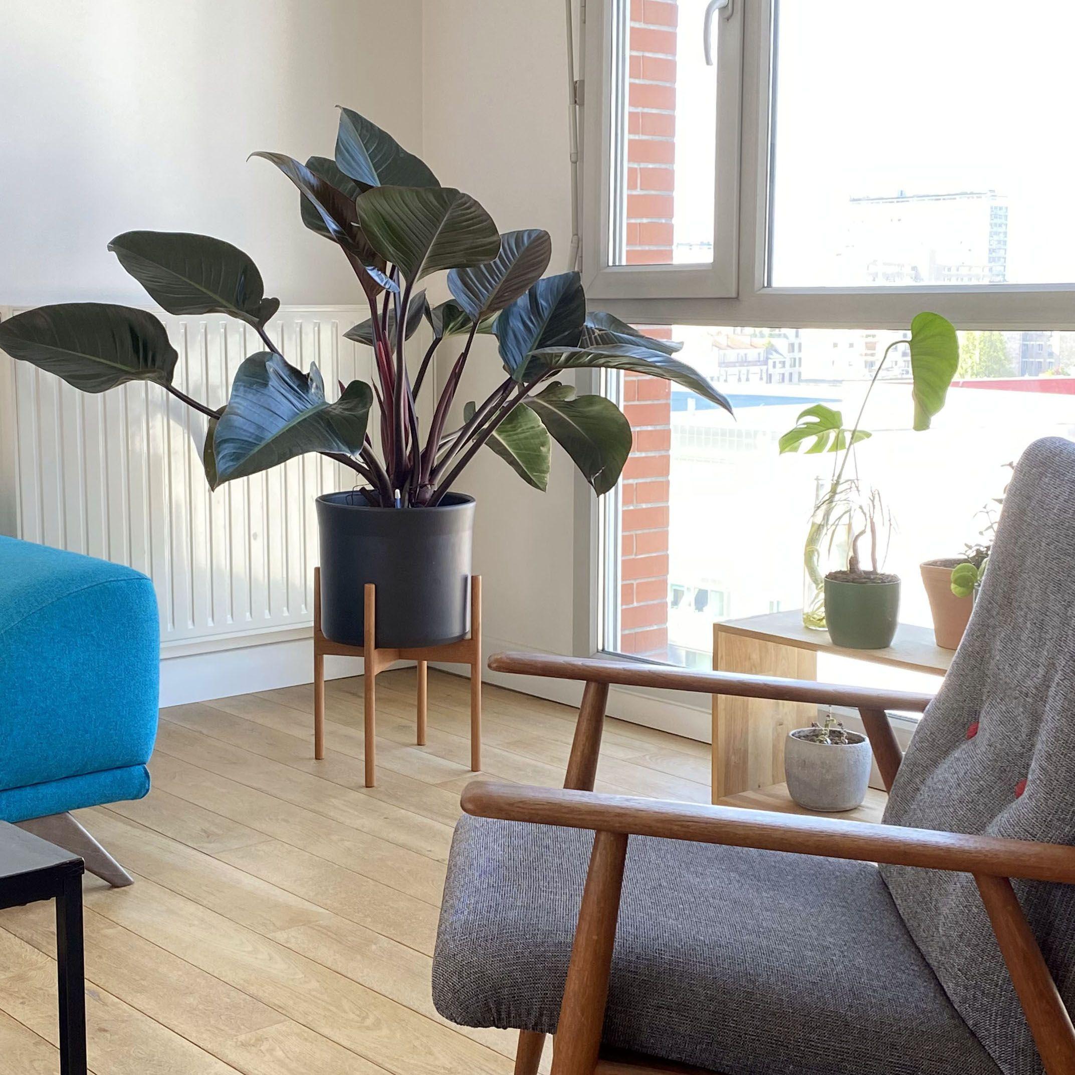 Philodendron Red Beauty