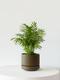 Parlor Palm