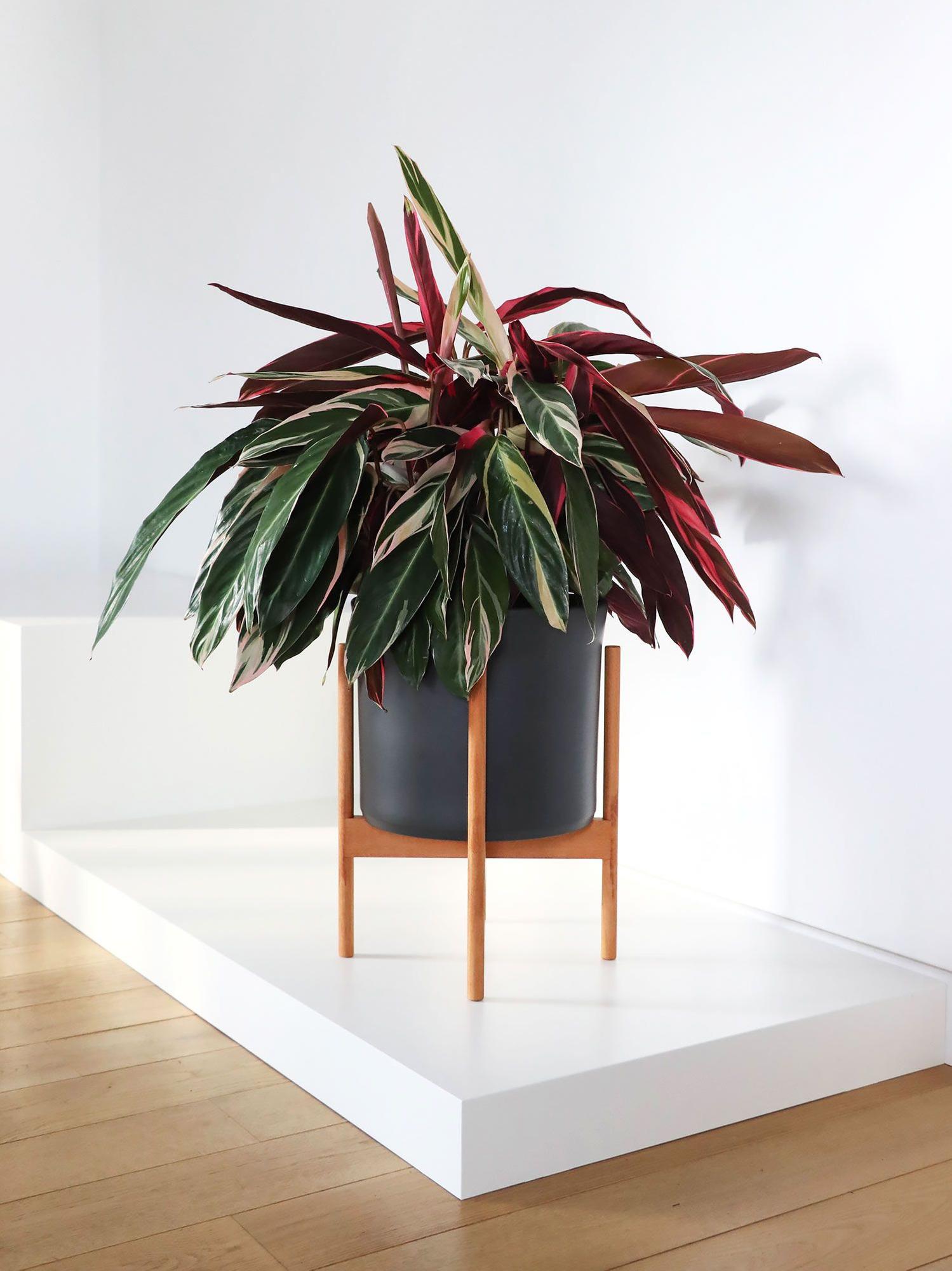 Magenta Triostar - Mid-Century