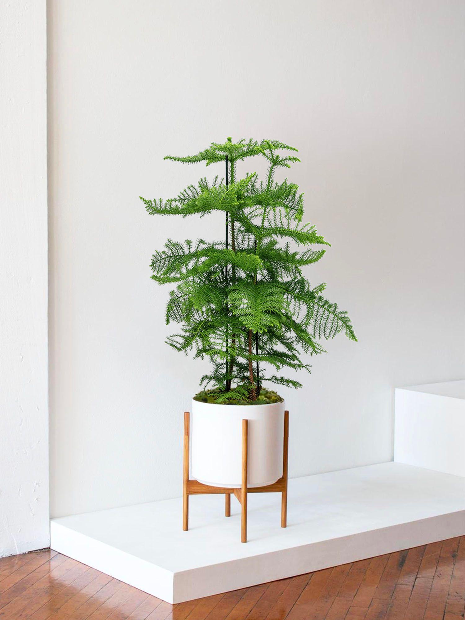 Norfolk Pine