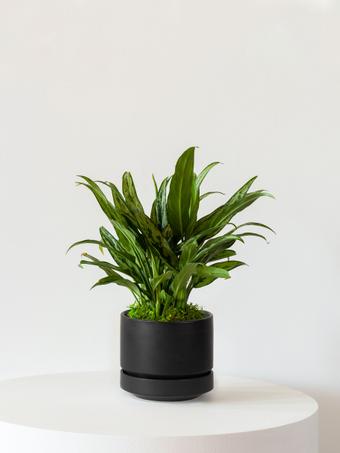 indoor plants picture