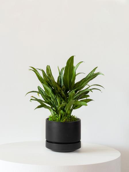 Tiger Evergreen