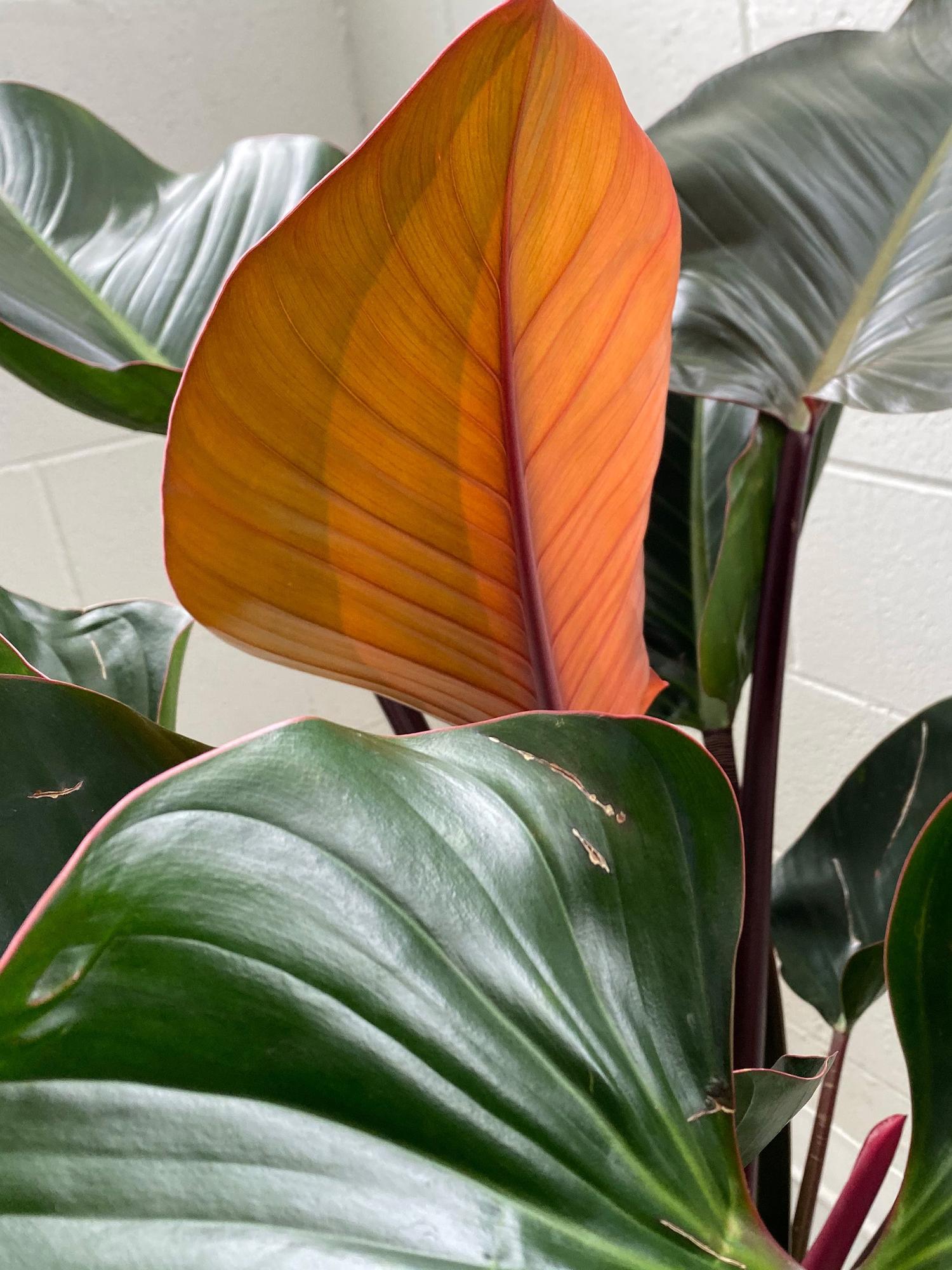 scientia est potentia リンゴ インテリア scientia est potentia リンゴ インテリア scientia est potentia