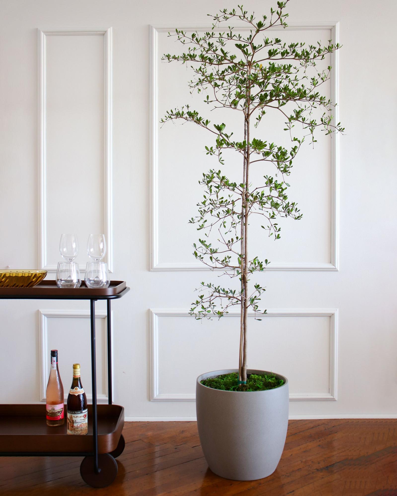 Mediterra  - Fourteen