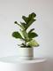 Fiddle Leaf Fig Plant