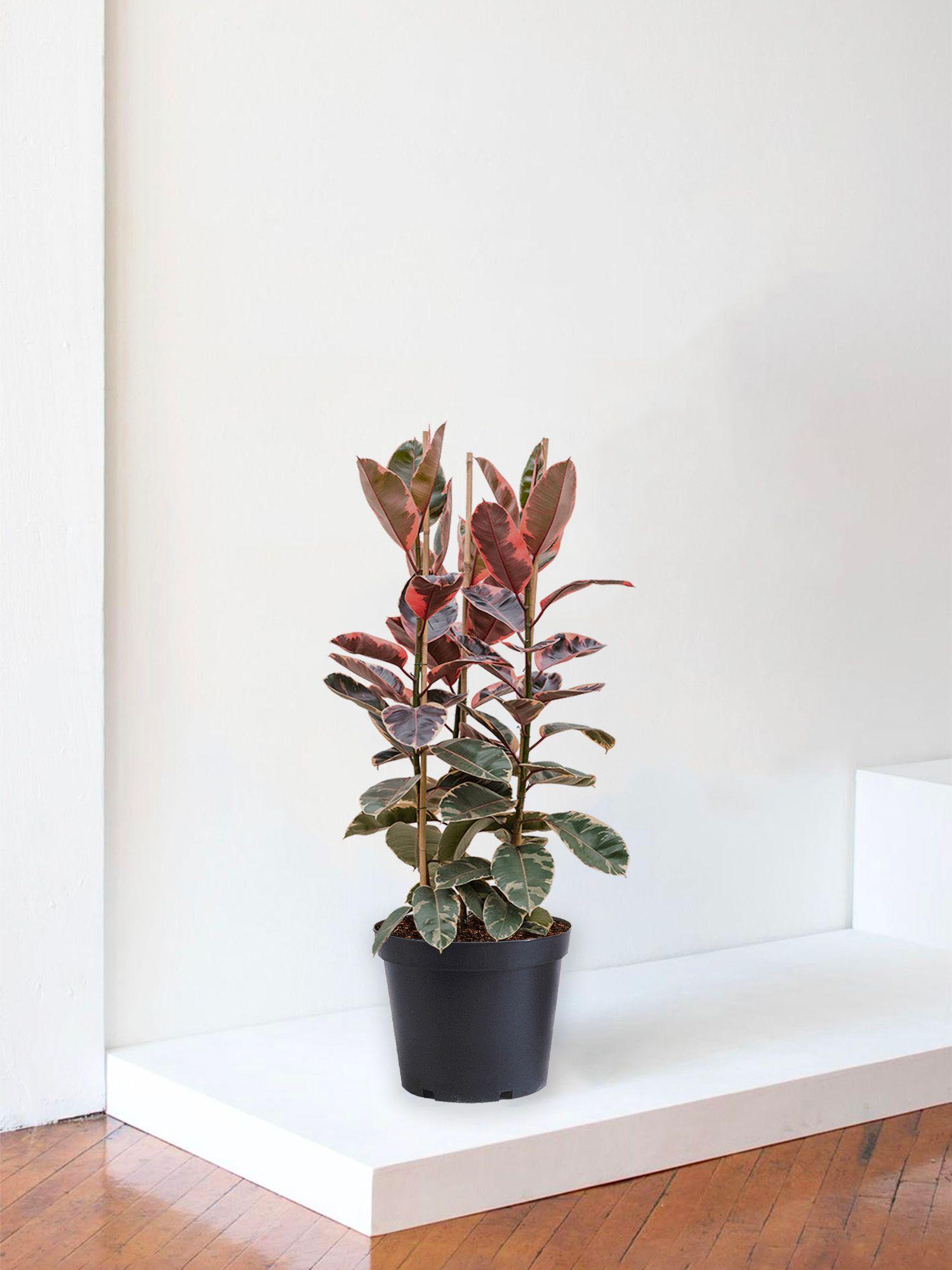 Ficus Elastica Belize