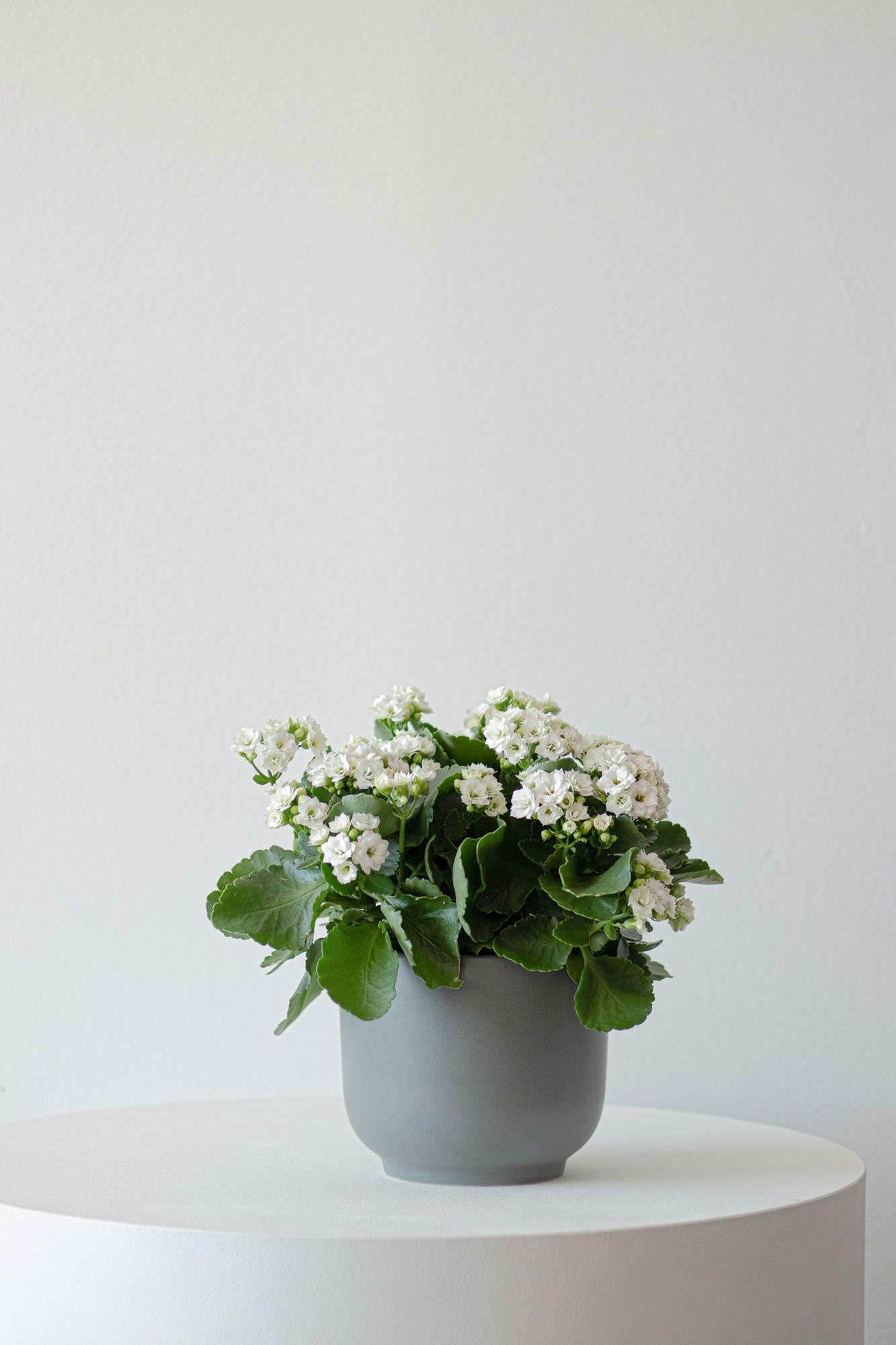 Snowdrop Calandiva - Nouvelle - Medium